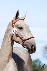 Photo cheval a vendre SCORIAL DE LA GESSE
